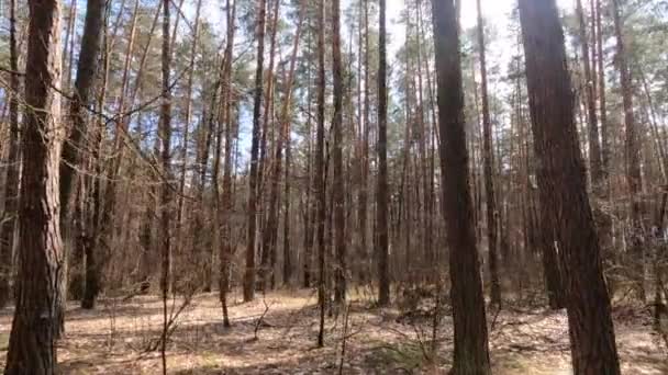Uvnitř borového lesa ve dne, zpomalený pohyb — Stock video