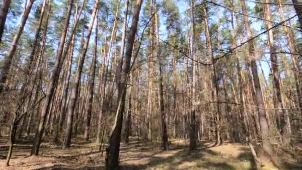 Внутри соснового леса днем, медленное движение — стоковое видео