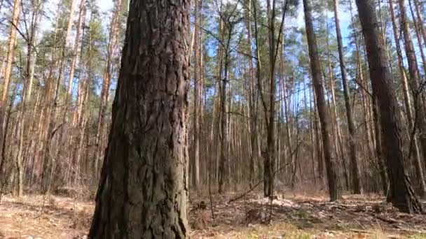 낮 에는 소나무 숲 속에서 천천히 움직 인다 — 비디오