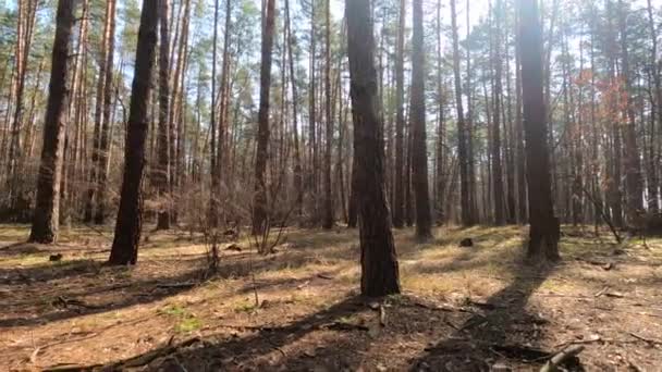 Dans une forêt de pins le jour, au ralenti — Video