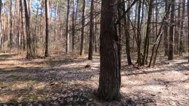 Nappal egy fenyőerdőben, lassított felvétel. — Stock videók