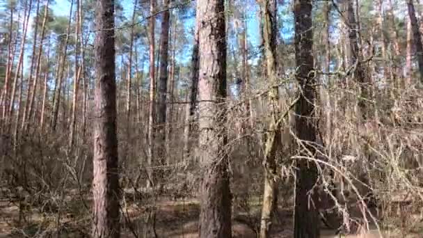 Dentro de un bosque de pinos durante el día, cámara lenta — Vídeos de Stock