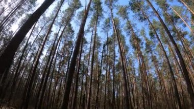 Gündüzleri bir çam ormanının içinde, ağır çekim