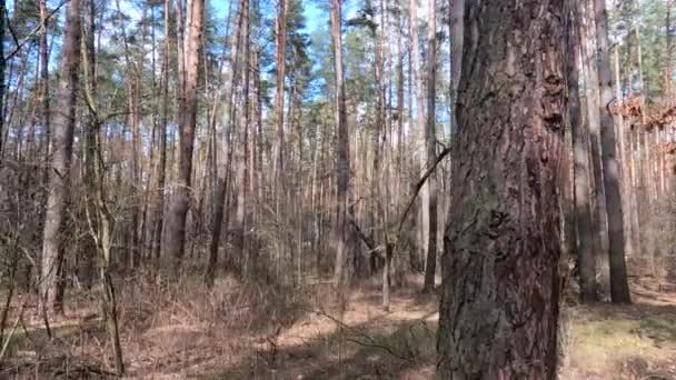 Dentro de uma floresta de pinheiros de dia, câmera lenta — Vídeo de Stock