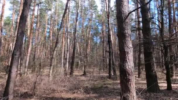 Dentro de un bosque de pinos durante el día, cámara lenta — Vídeo de stock