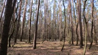 Gündüzleri bir çam ormanının içinde, ağır çekim