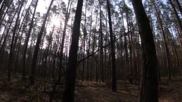 Dentro de uma floresta de pinheiros de dia, câmera lenta — Vídeo de Stock