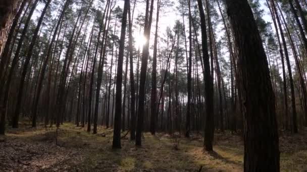 Uvnitř borového lesa ve dne, zpomalený pohyb — Stock video