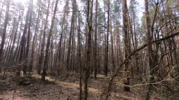 Overdag in een dennenbos, slow motion — Stockvideo