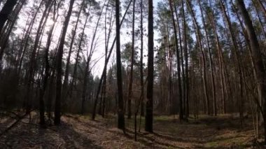 Gündüzleri bir çam ormanının içinde, ağır çekim
