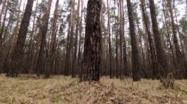 Gündüzleri bir çam ormanının içinde, ağır çekim