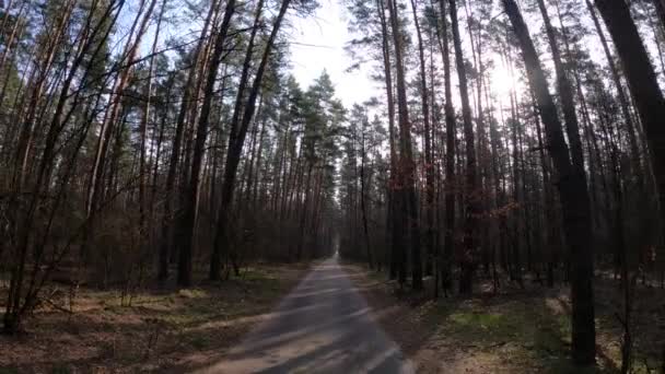 Uvnitř borového lesa ve dne, zpomalený pohyb — Stock video