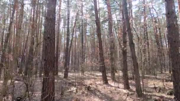 Dentro de un bosque de pinos durante el día, cámara lenta — Vídeo de stock