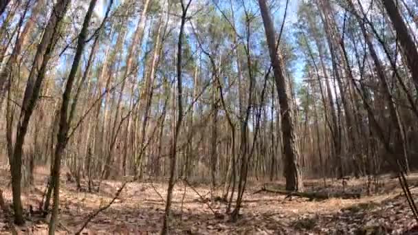 Dans une forêt de pins le jour, au ralenti — Video