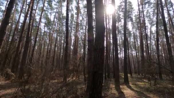 Dentro de un bosque de pinos durante el día, cámara lenta — Vídeo de stock