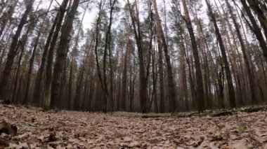 Gündüzleri bir çam ormanının içinde, ağır çekim