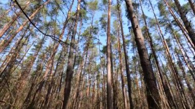 Gündüzleri bir çam ormanının içinde, ağır çekim