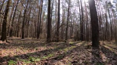 Gündüzleri bir çam ormanının içinde, ağır çekim