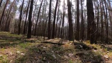 Gündüzleri bir çam ormanının içinde, ağır çekim