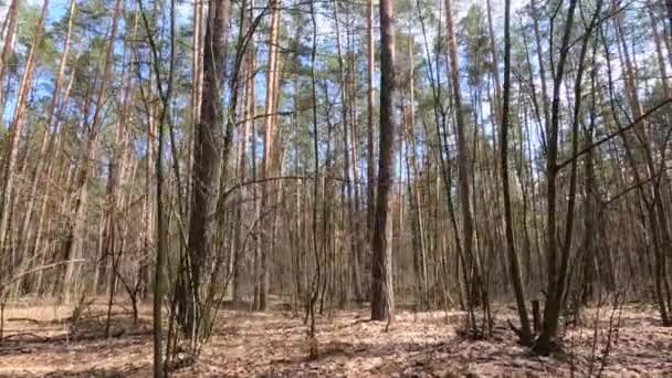 Всередині соснового лісу вдень, повільний рух — стокове відео