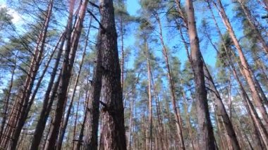 Gündüzleri bir çam ormanının içinde, ağır çekim