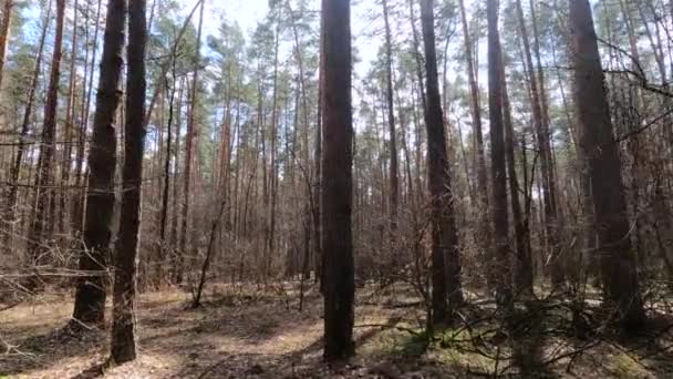 Inside a pine forest by day, slow motion — Stock Video