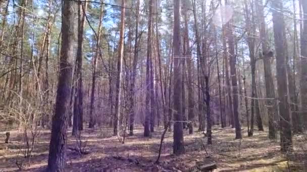 Tagsüber in einem Kiefernwald, Zeitlupe — Stockvideo