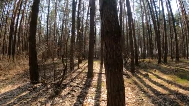 Внутри соснового леса днем, медленное движение — стоковое видео