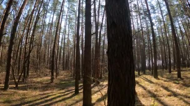 Dentro de un bosque de pinos durante el día, cámara lenta — Vídeo de stock