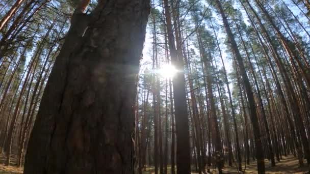 Uvnitř borového lesa ve dne, zpomalený pohyb — Stock video