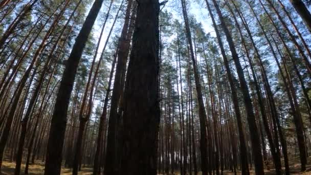 Dentro de un bosque de pinos durante el día, cámara lenta — Vídeo de stock