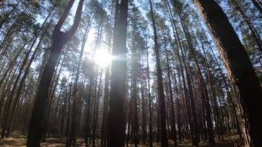 Gündüzleri bir çam ormanının içinde, ağır çekim