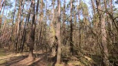 Gündüzleri bir çam ormanının içinde, ağır çekim