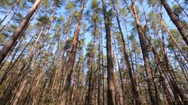 Gündüzleri bir çam ormanının içinde, ağır çekim