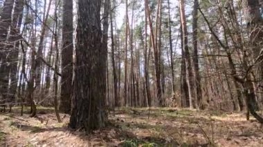 Gündüzleri bir çam ormanının içinde, ağır çekim