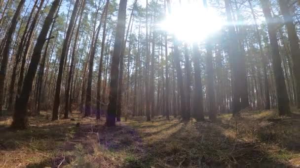 Dentro de un bosque de pinos durante el día, cámara lenta — Vídeo de stock