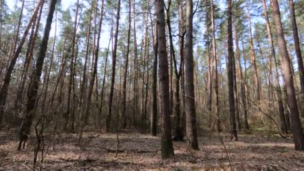 Dentro de un bosque de pinos durante el día, cámara lenta — Vídeos de Stock