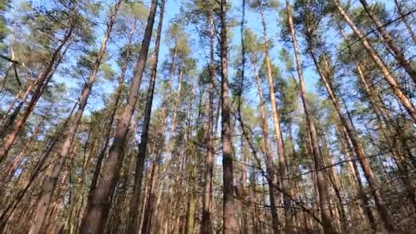Nappal egy fenyőerdőben, lassított felvétel. — Stock videók