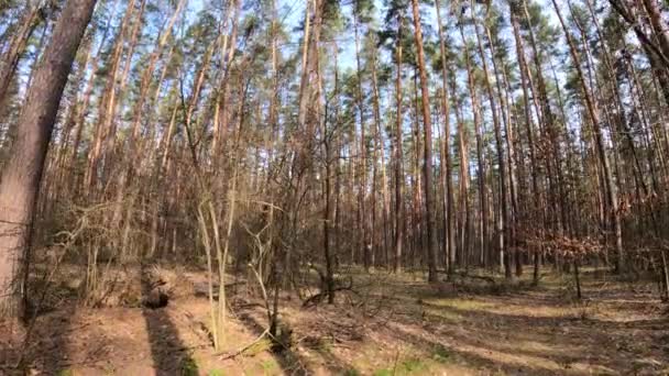दिन में एक पाइन वन के अंदर, धीमी गति — स्टॉक वीडियो