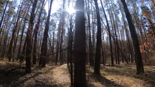Внутри соснового леса днем, медленное движение — стоковое видео
