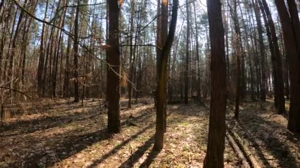 Tagsüber in einem Kiefernwald, Zeitlupe — Stockvideo