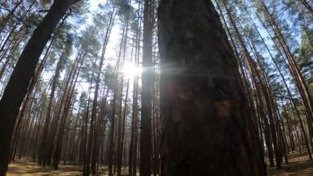 Dentro de un bosque de pinos durante el día, cámara lenta — Vídeos de Stock