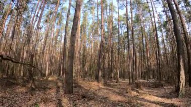 Gündüzleri bir çam ormanının içinde, ağır çekim