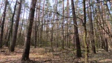 Gündüzleri bir çam ormanının içinde, ağır çekim