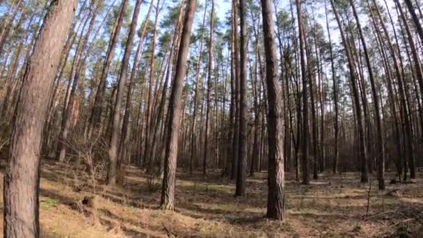 Inne i en tallskog på dagen, slow motion — Stockvideo