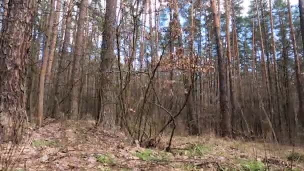 Внутри соснового леса днем, медленное движение — стоковое видео