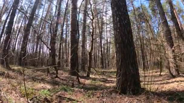 Tagsüber in einem Kiefernwald, Zeitlupe — Stockvideo