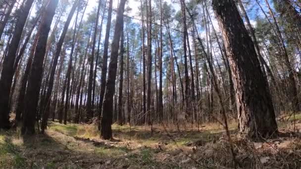 Inne i en tallskog på dagen, slow motion — Stockvideo