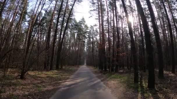 Tagsüber in einem Kiefernwald, Zeitlupe — Stockvideo