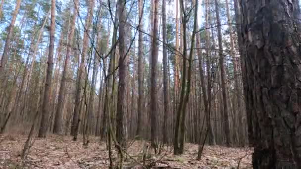 Dentro de uma floresta de pinheiros de dia, câmera lenta — Vídeo de Stock